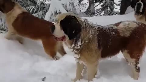 Dogs are enjoying in snowland