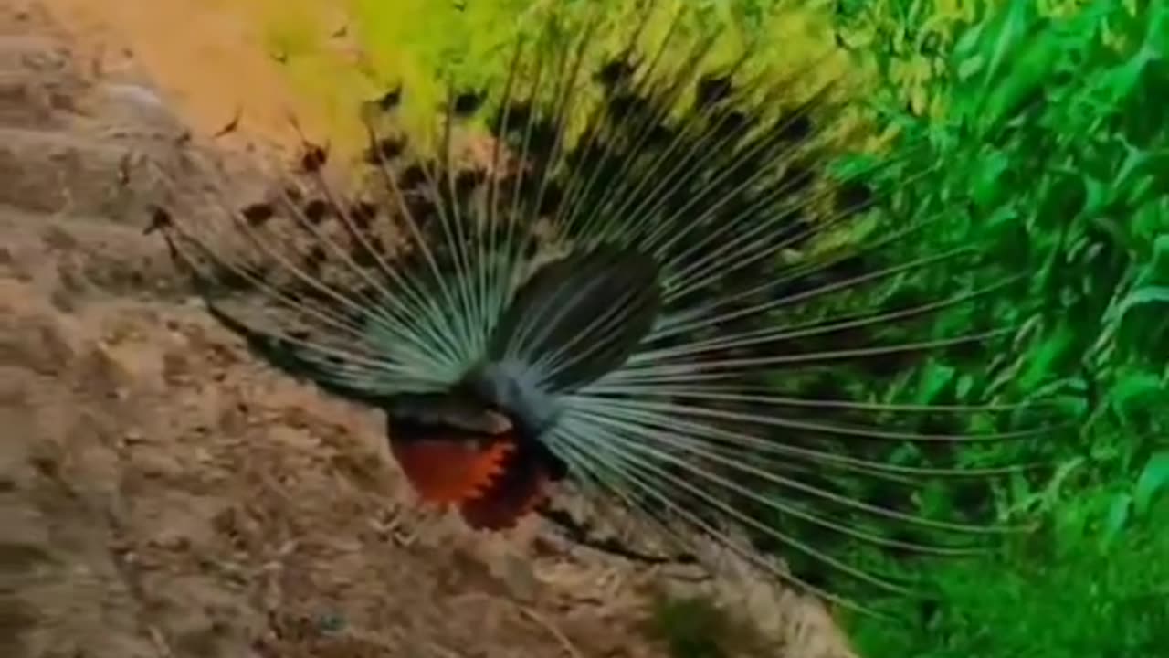 Peacock dance in forest