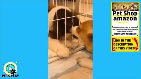 Funny, Animals, Funniest Animals, Funny Videos