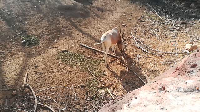 Hungry Male Alpha Gemsbok Deer