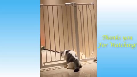 Funny cats, people can't help but laugh