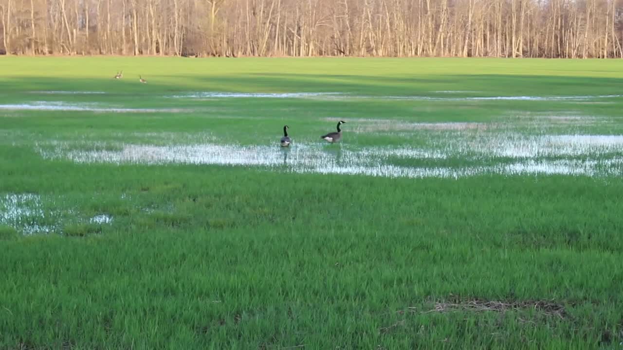 All the other geese booked these two weren't scared much..lol