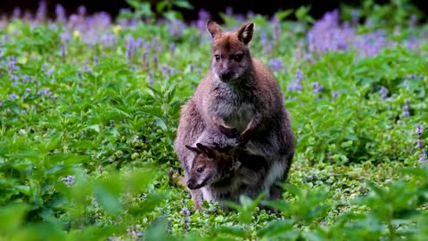 Wildlife Animals _ Safari Moments _ Forest _ Free HD Videos
