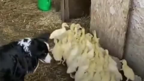 No sheep? It doesn't matter!