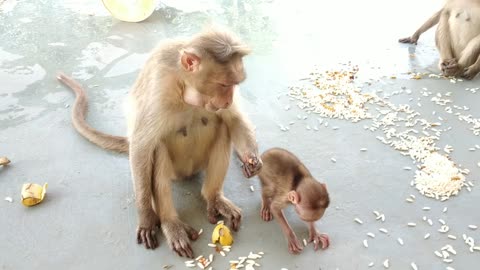 बच्चा बंदर माँ केला खा रहा है 🤣😀🐒 | baby monkey mother eating banana | baby monkey funny video