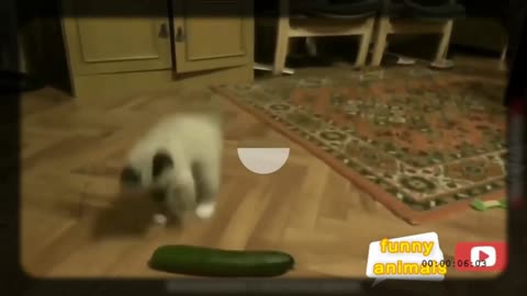 this cute cat almost loses the fight to the cucumber hahaha