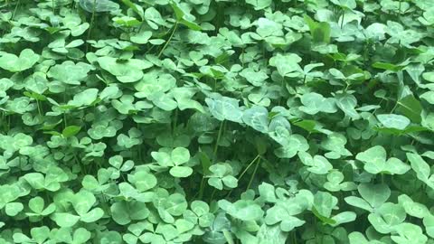 Finding a four leaf clover