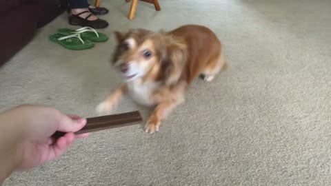 Treats Cause a Case of the Zoomies