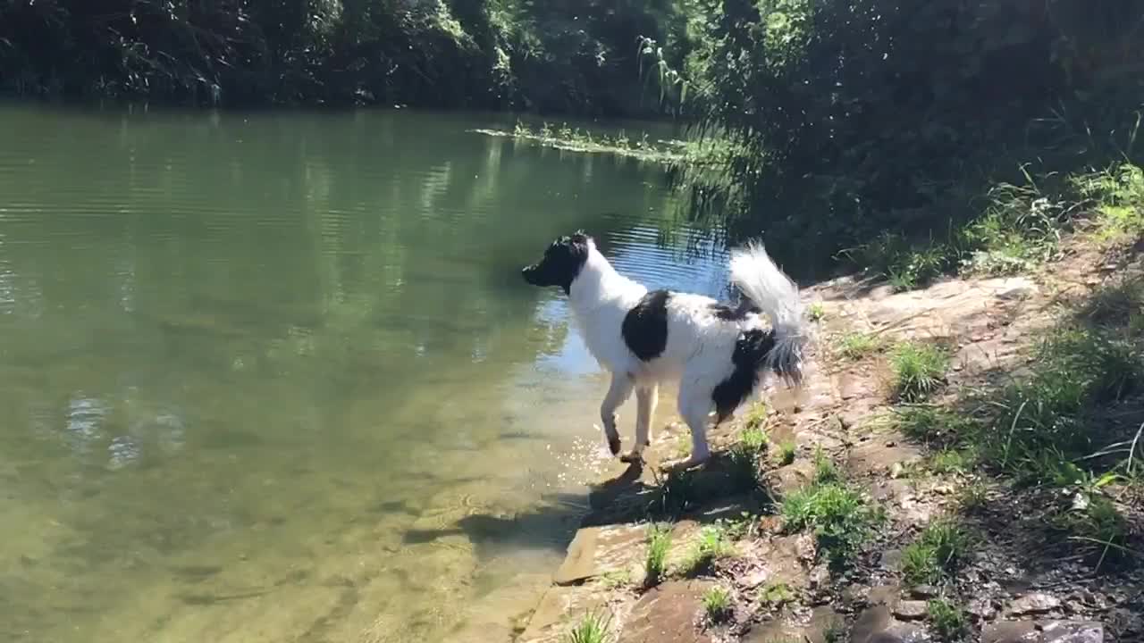 Jump in the river