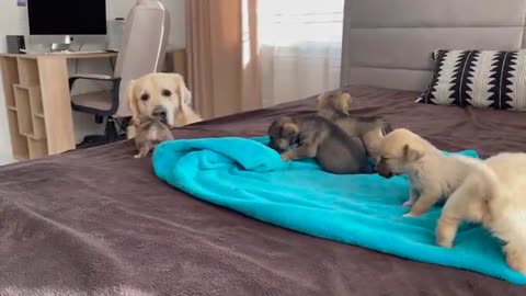 Golden bred dog when he meet her children