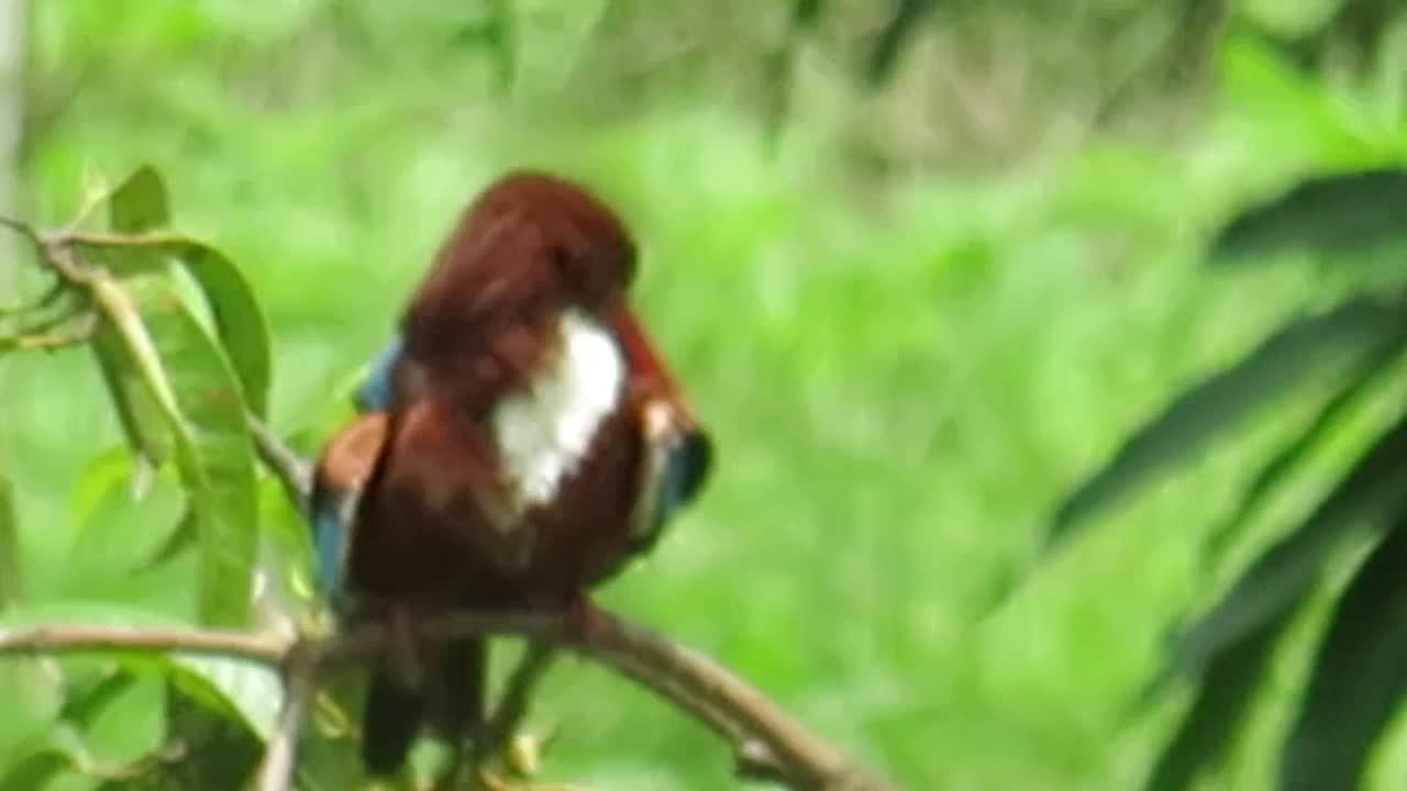 Kingfisher shinning it's feather's by beaks