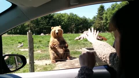 Awesome Catch By Bear 🐻