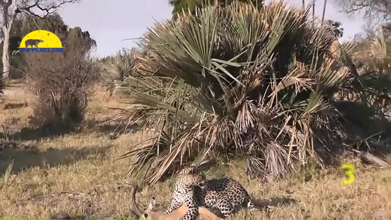 Amazing Animal Heroes !! Animal Saves Another Animal (HD)