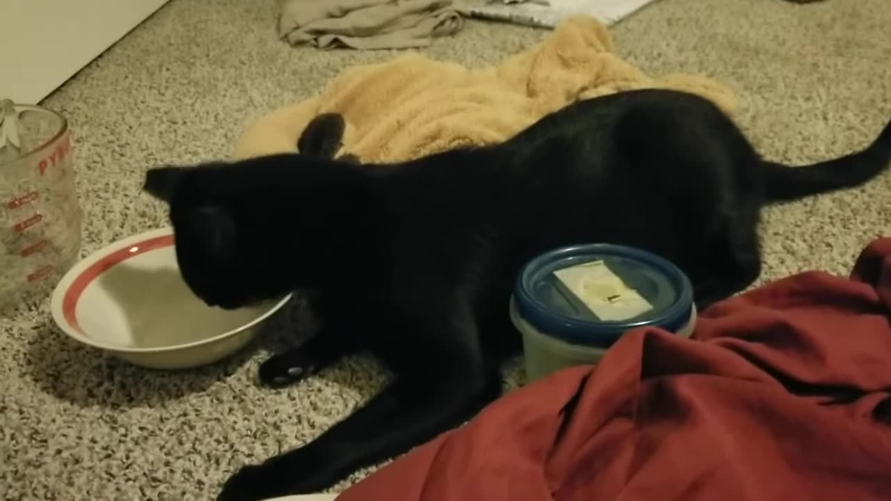 20240618 225318 Tux Food Container Molest