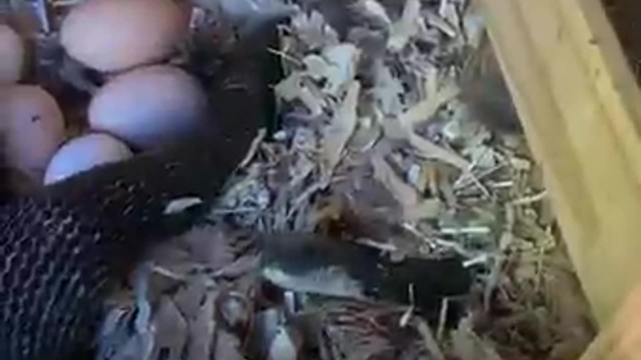 Woman finds more than eggs under chicken