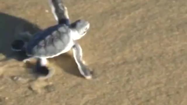 Tartaruga caminha na praia e encontra o mar