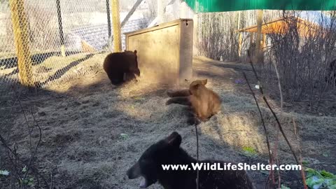 AGGRESSIVE BEAR FIGHTS