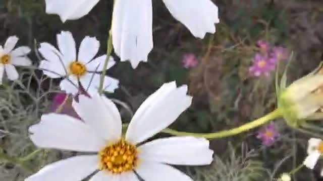 The little white flower is very beautiful