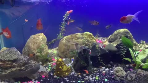 Fishes enjoying their habitat
