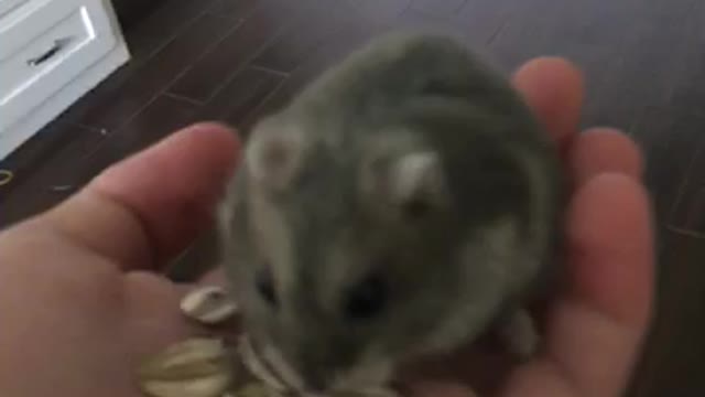 Cute hamster loves sunflower seeds!