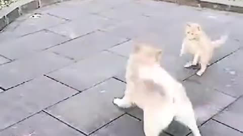 Dog VS Cat Fights Cat and Dog Funny