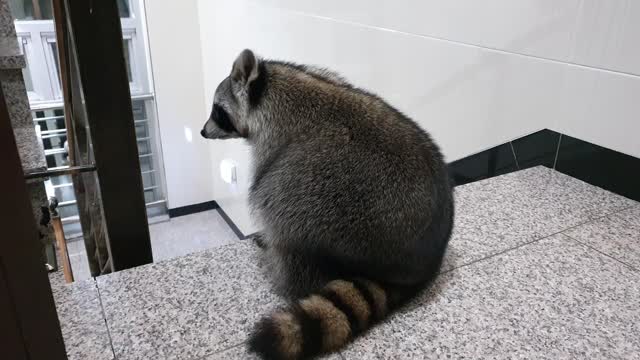 The raccoon was upset with his sister after taking a walk.