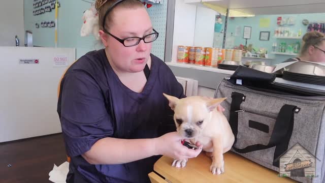 Grooming A poppy Fenhie