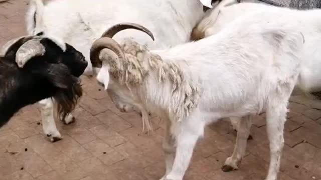 Goats also have strong horns to fend off their enemies!