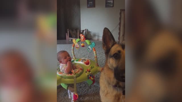 Baby Cracks Up Watching German Shepherd Catch Popcorn