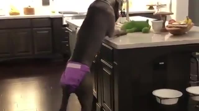 THE GREAT DANE Dog Video 196 - Great Dane Compilation - Tallest Dog in The World