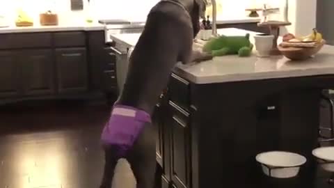THE GREAT DANE Dog Video 196 - Great Dane Compilation - Tallest Dog in The World