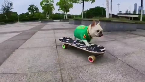 Dog playing with scooter