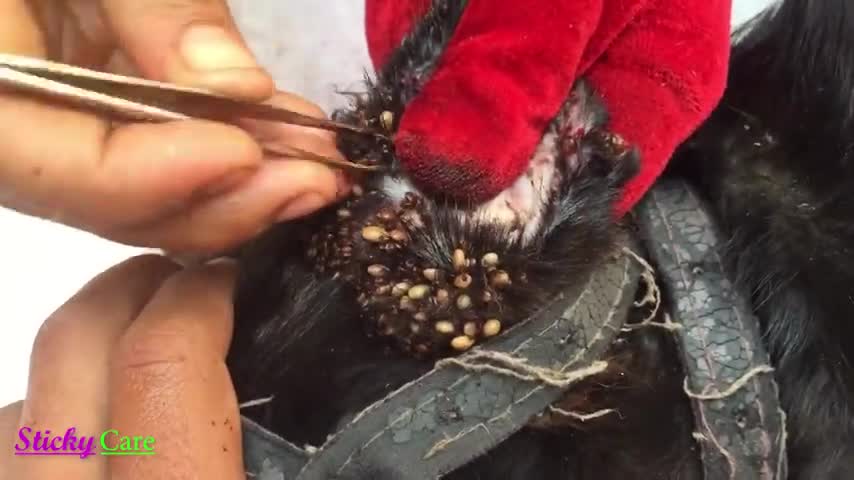 Removing All Ticks For Dog