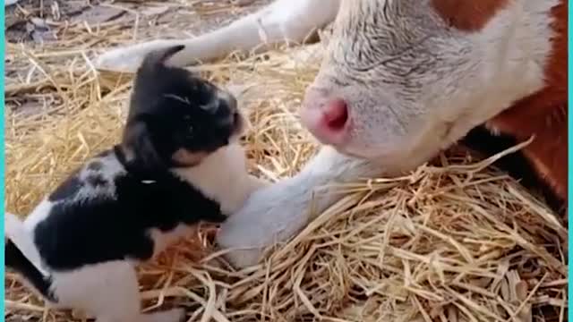 Dog's Are Best Friend