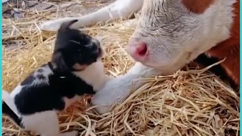 Dog's Are Best Friend