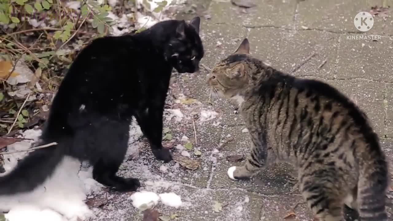 Dengerus Cat Fight