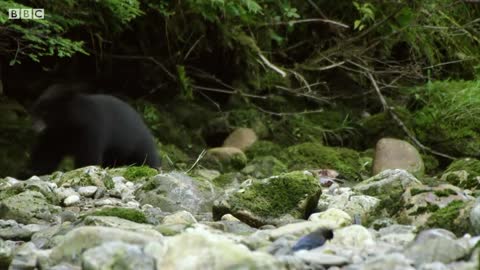 Most Inspiring Animal Family Moments | Top 5 | BBC Earth