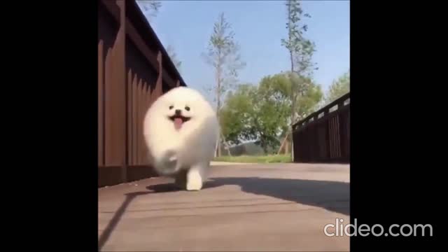 Pomeranian Run snowball