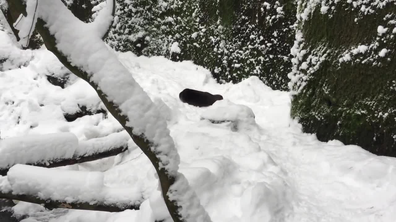 River otters Tilly and B.C. frolic in the snow