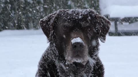 Funny dog in snow