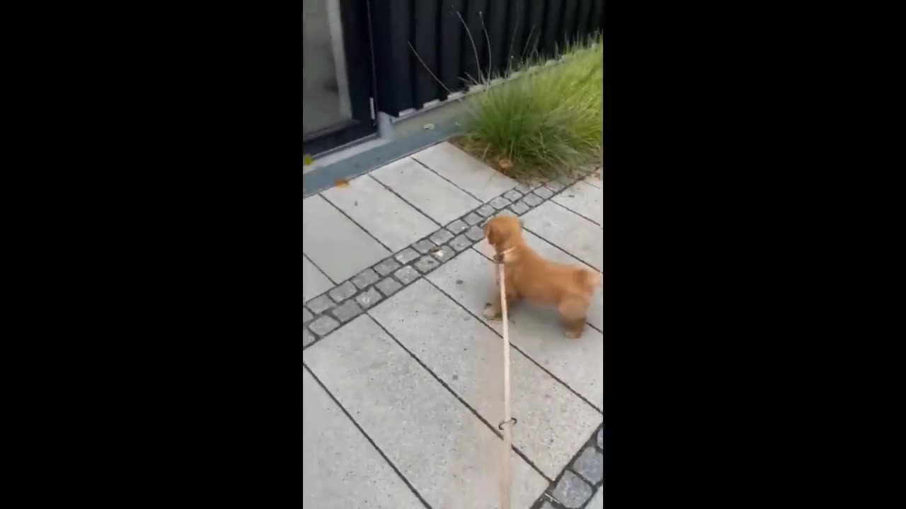 Cute Baby Animal Videos Compilation | Funny and Cute Animals