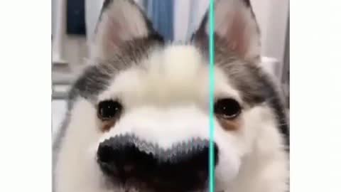 Silly Dog Tik Tok