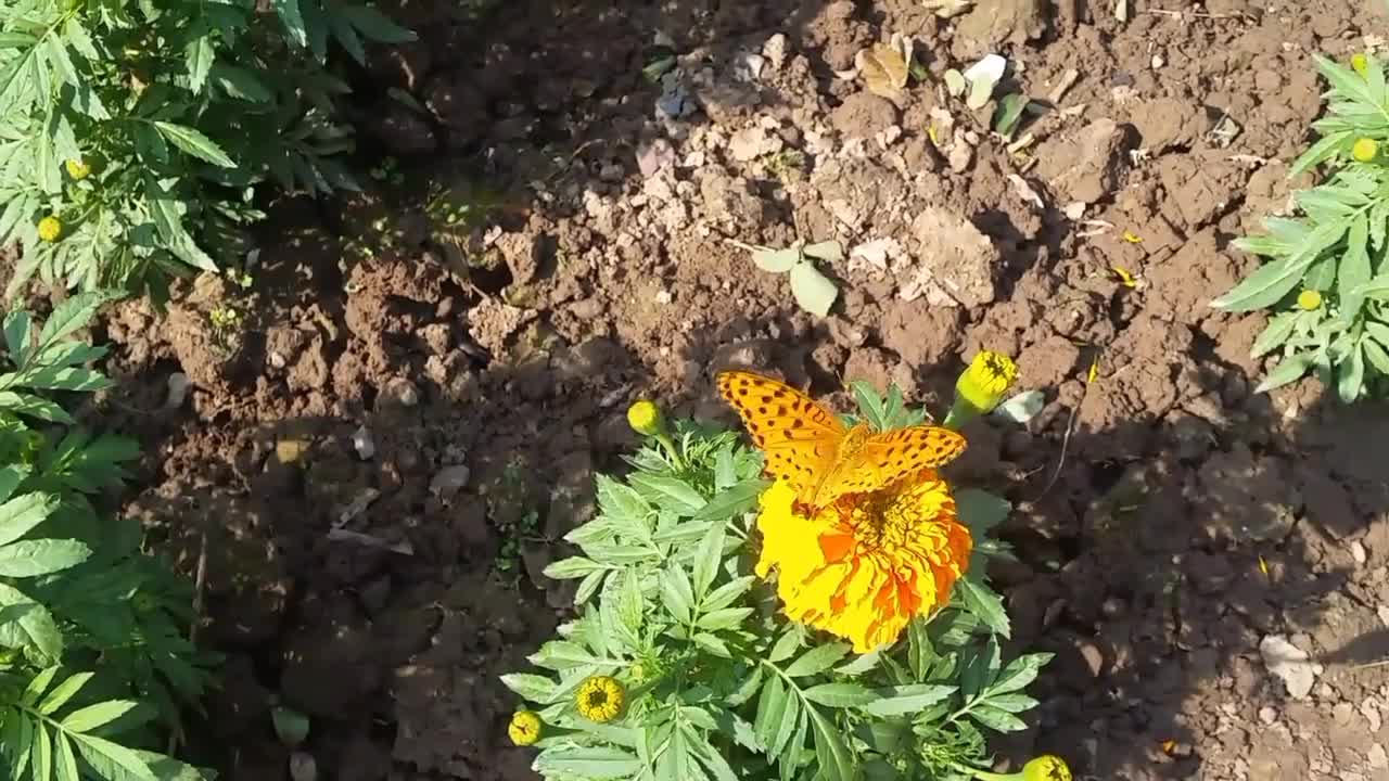 A beautiful butterfly sucking nectar from flowers in my home garden.