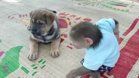 Cute puppy loves Monkey but it Scares Monkeys