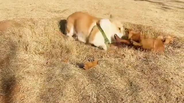 Chó Phốc Sóc Mini 😍 Funny and Cute Pomeranian Cute Mini Funniest Animals 367