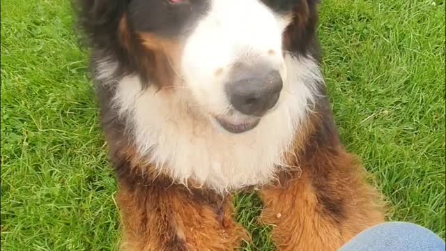 Bernese Mountain Dog keeps asking for more treats