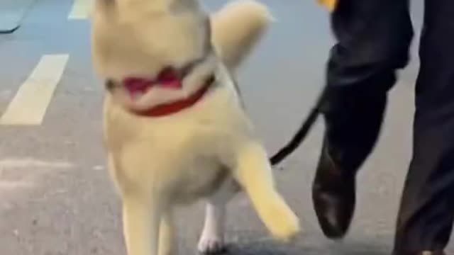 Huskies are Awesome. Happy Man,Happy Dog Huskies Compilation
