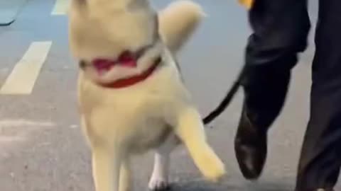 Huskies are Awesome. Happy Man,Happy Dog Huskies Compilation