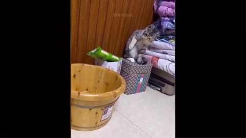 Funny cat makings Things worst