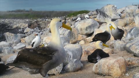 Wild Galapagos - Part 10: In the Grip of the Ocean